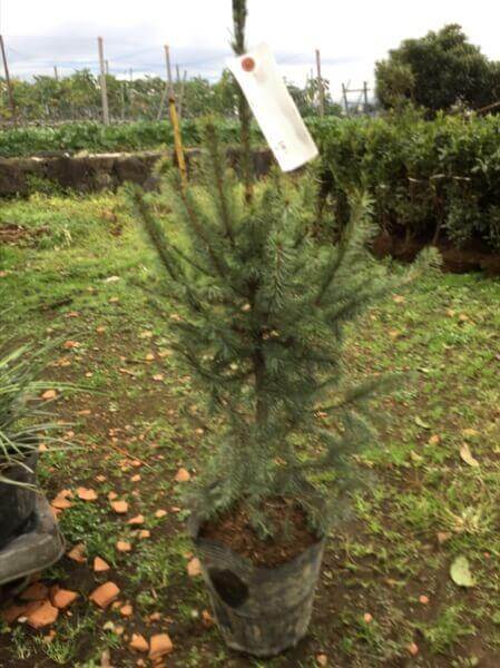 コーカサスもみの木　テラコッタ鉢植え　苗　クリスマスツリー　X'masツリー